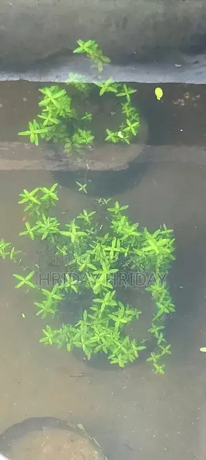 Aquream Plant
