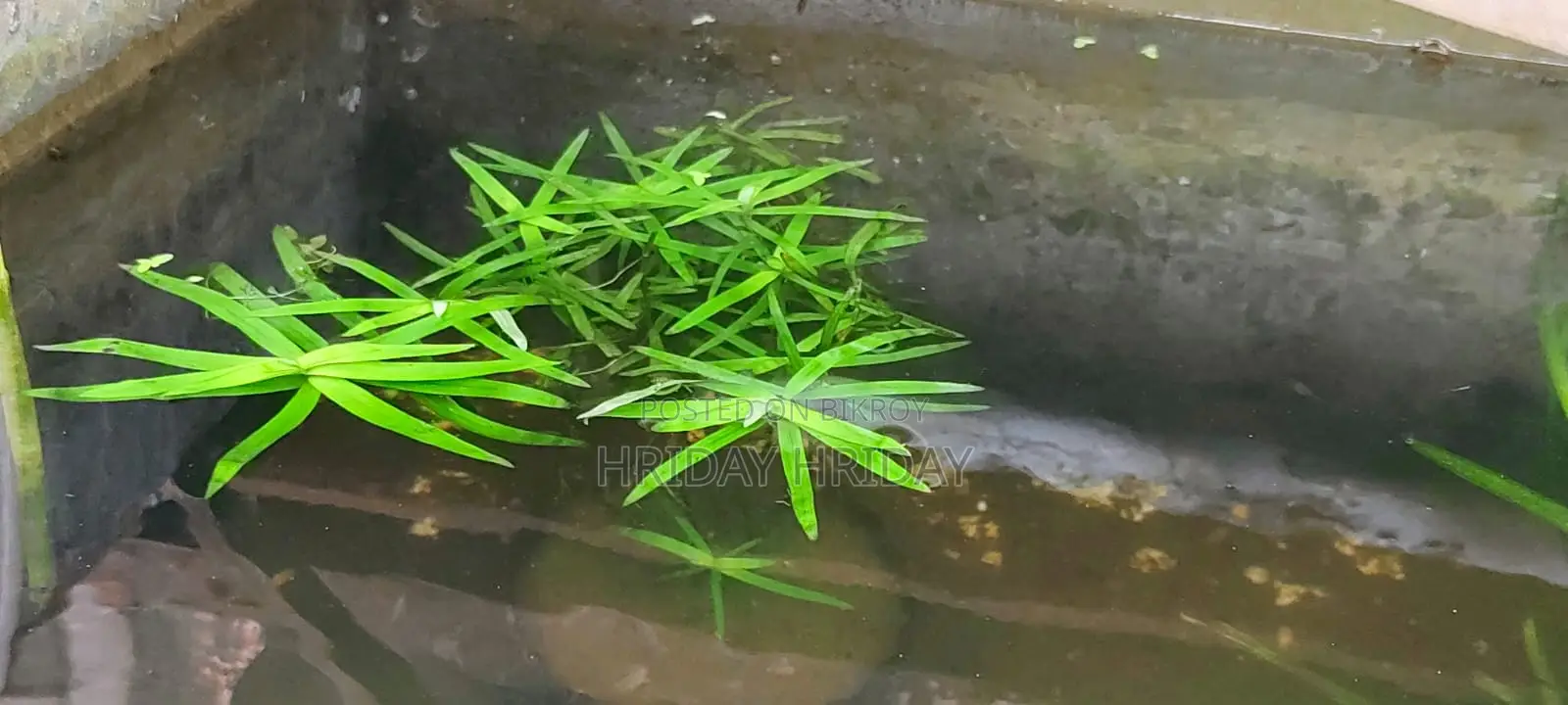Aquream Plant