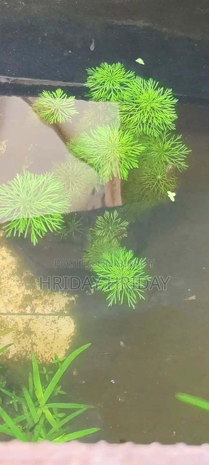 Aquream Plant
