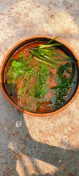 Aquream Plant