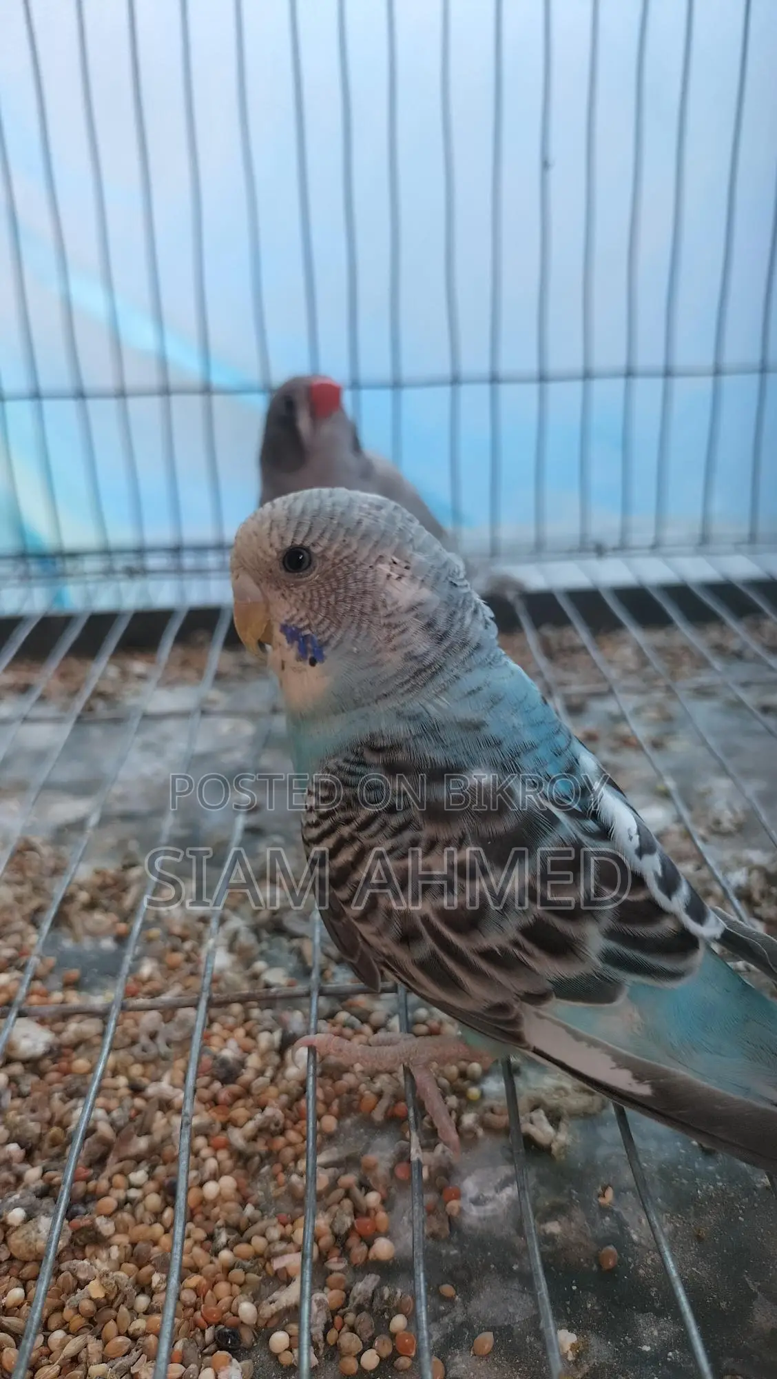 Sami Tame Budgerigar Male