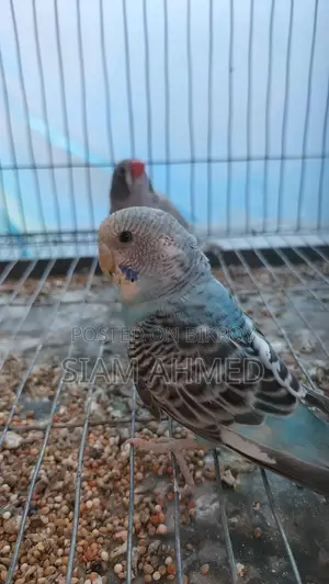 Sami Tame Budgerigar Male