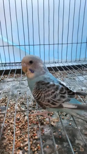 Sami Tame Budgerigar Male
