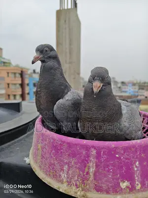 রেসার কবুতরের ১ জোড়া সুস্থ বাচ্চা বিক্রি হবে