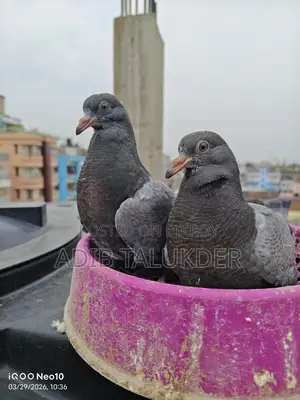 রেসার কবুতরের ১ জোড়া সুস্থ বাচ্চা বিক্রি হবে