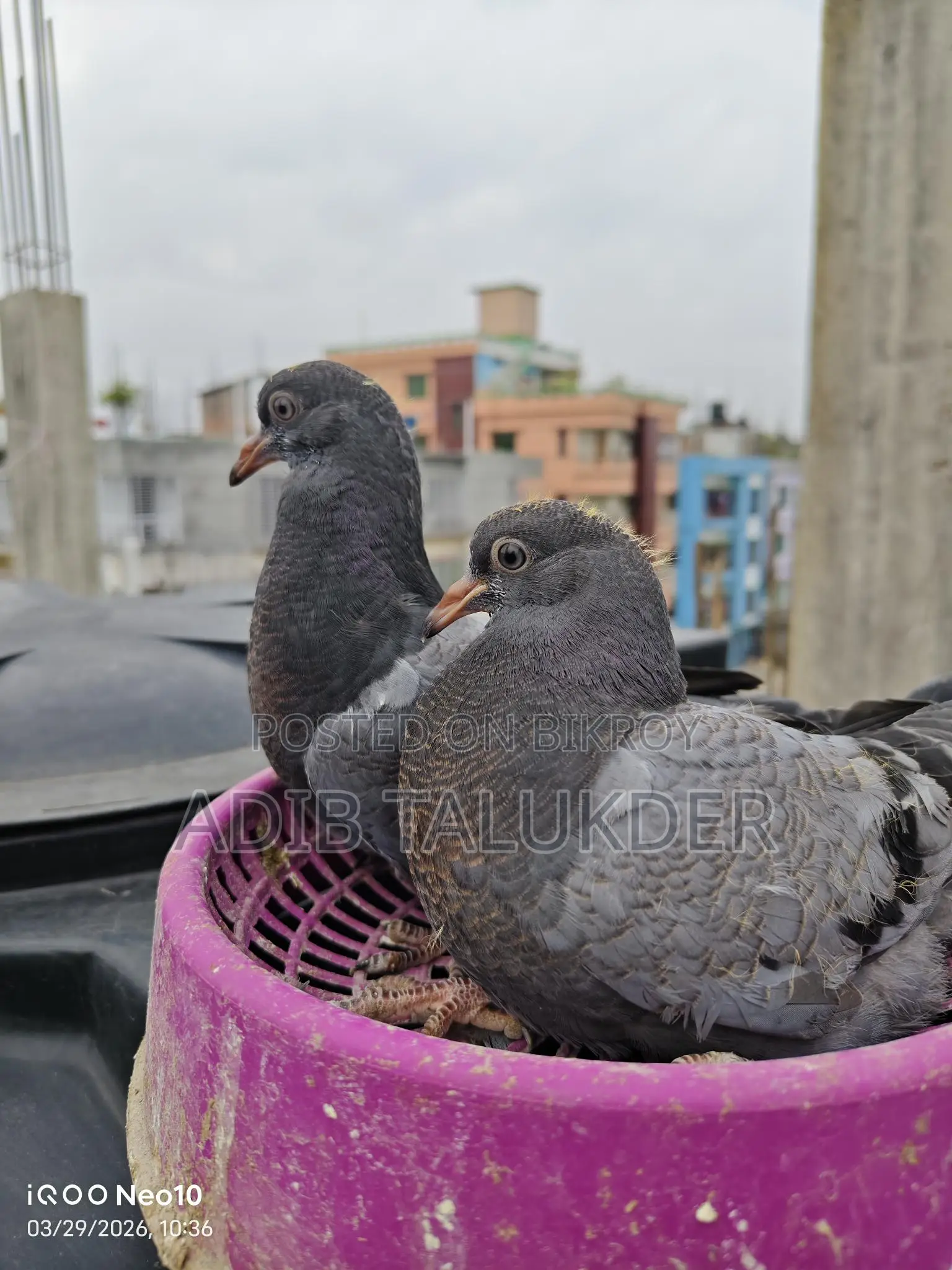 রেসার কবুতরের ১ জোড়া সুস্থ বাচ্চা বিক্রি হবে