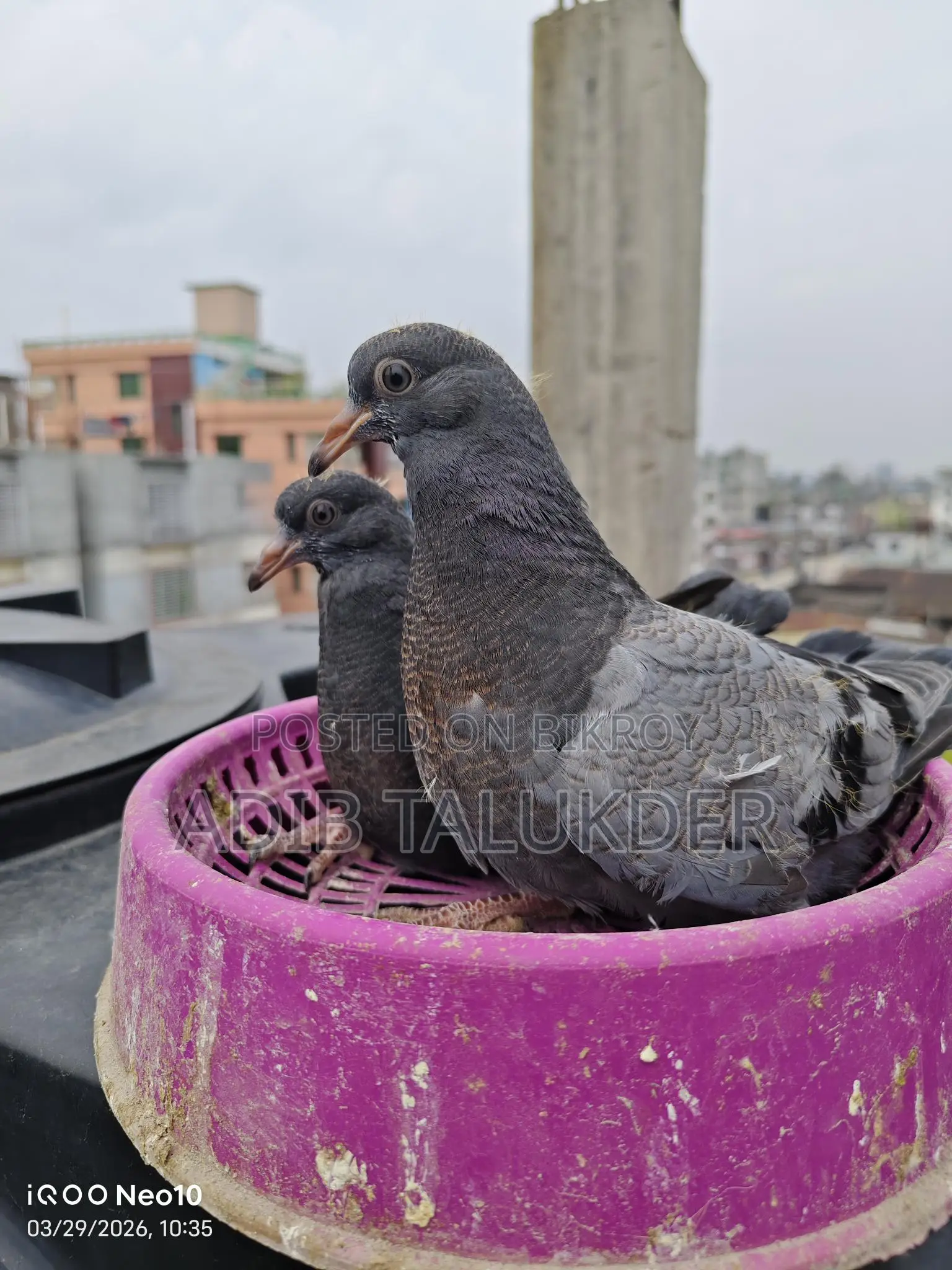 রেসার কবুতরের ১ জোড়া সুস্থ বাচ্চা বিক্রি হবে