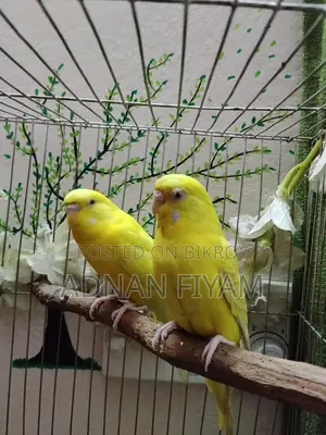 Lutino And Fellow Bajrighar Red Eye Master Pair