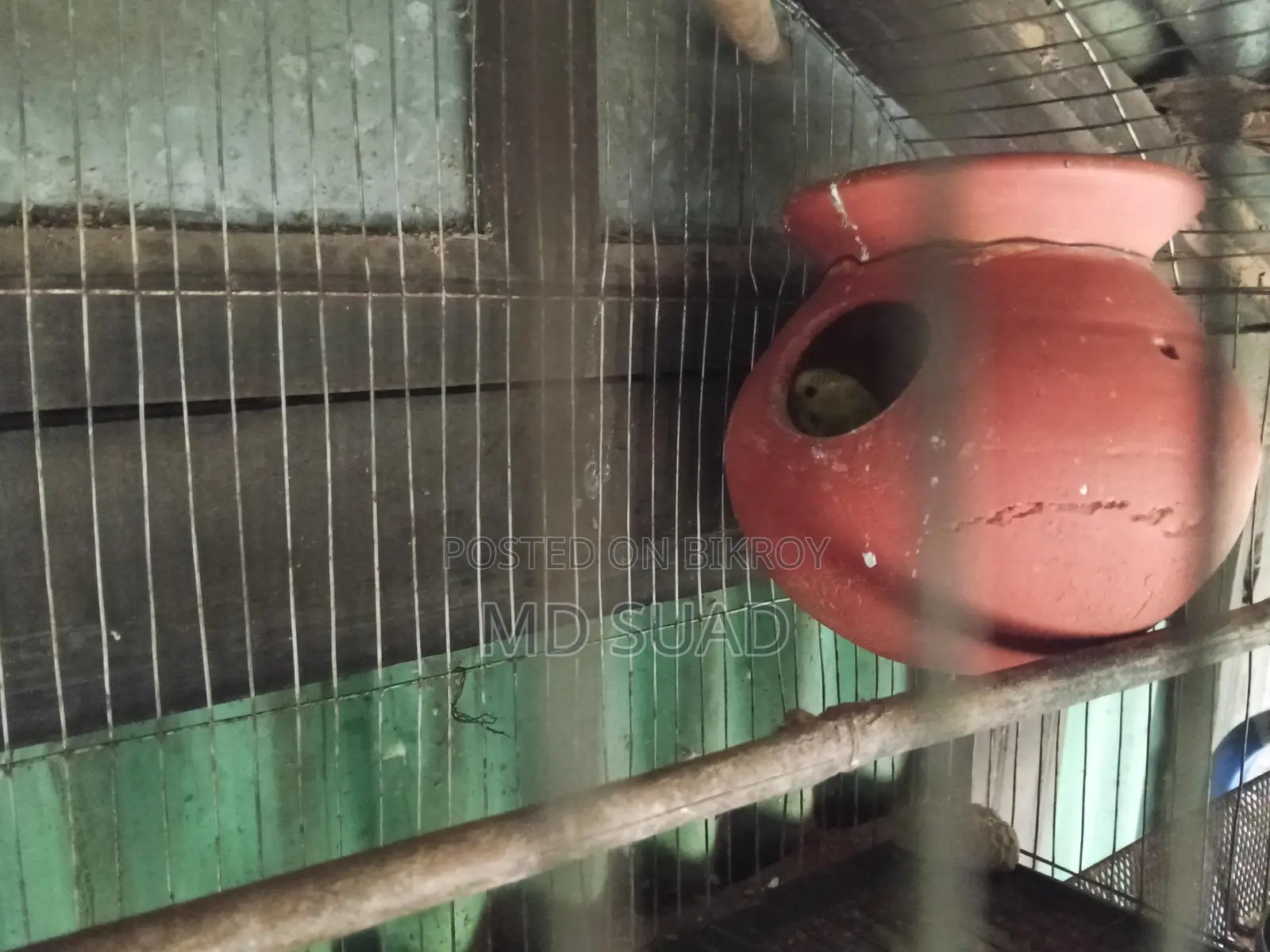 Budgerigar Birds