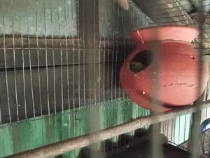 Budgerigar Birds