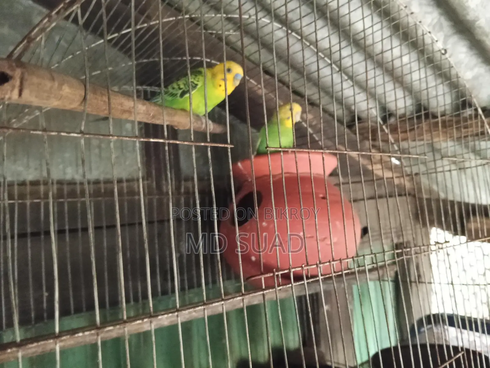Budgerigar Birds