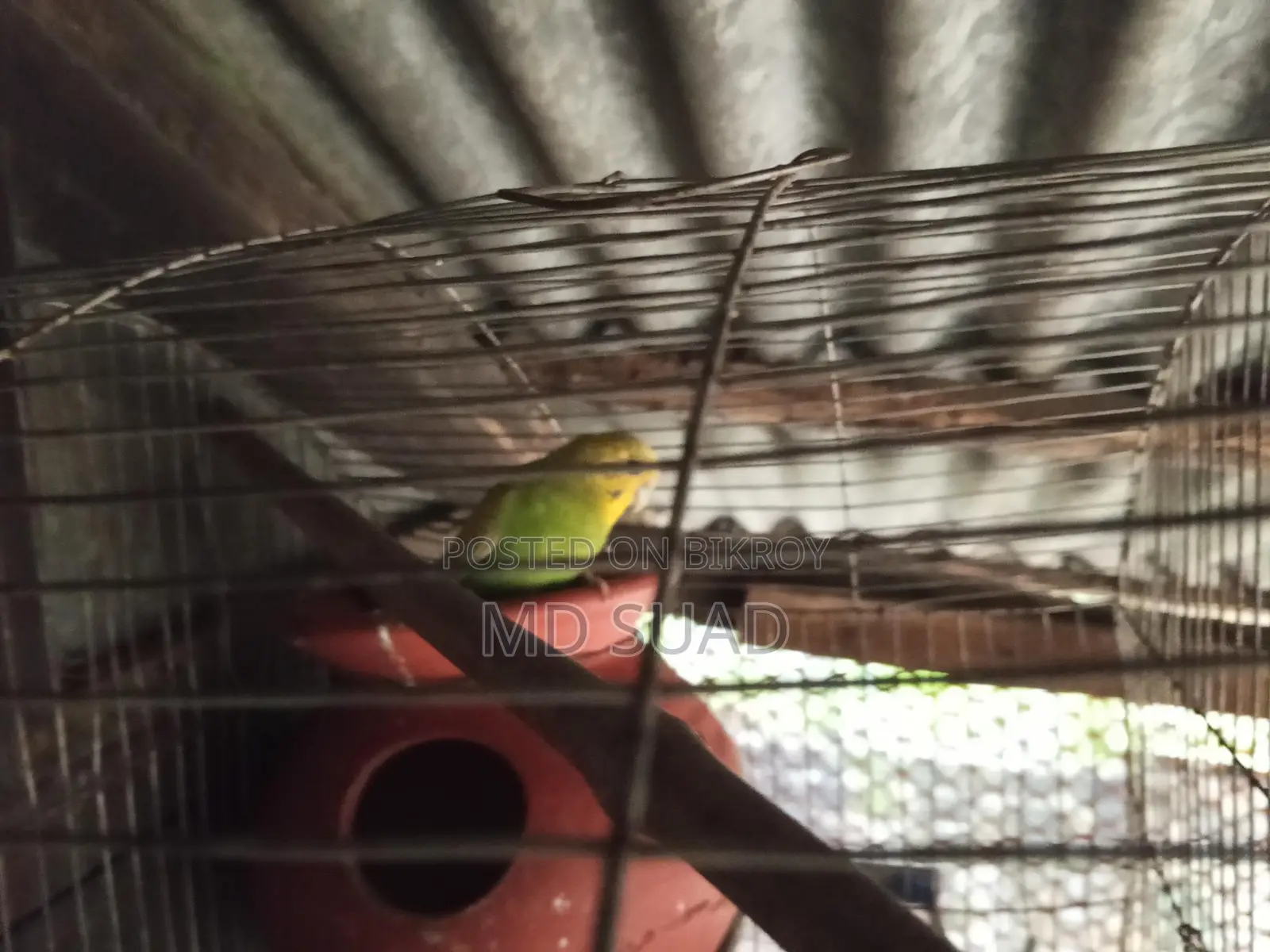 Budgerigar Birds