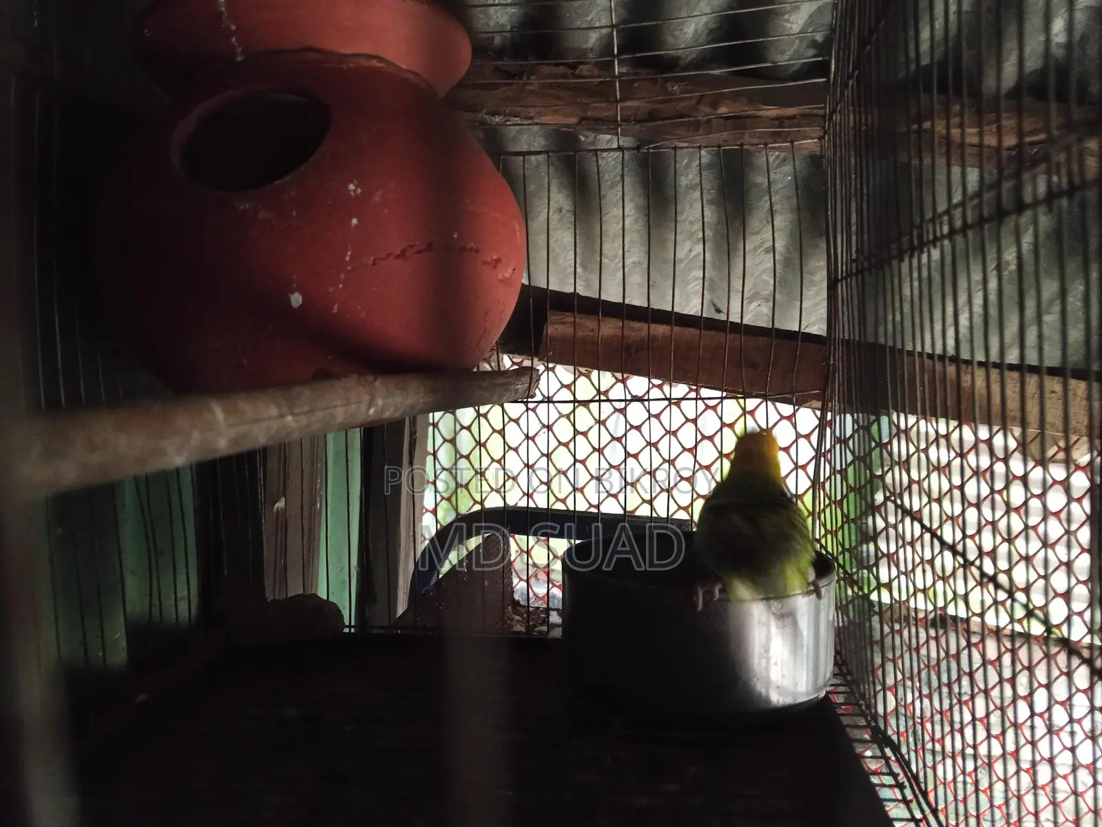 Budgerigar Birds
