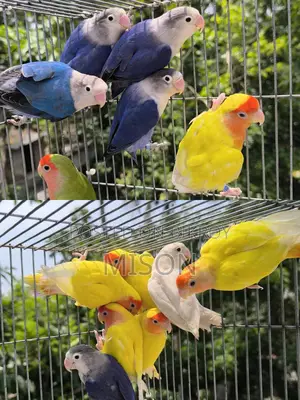 15 Piece Hobbyist Colony Lovebirds for Sale