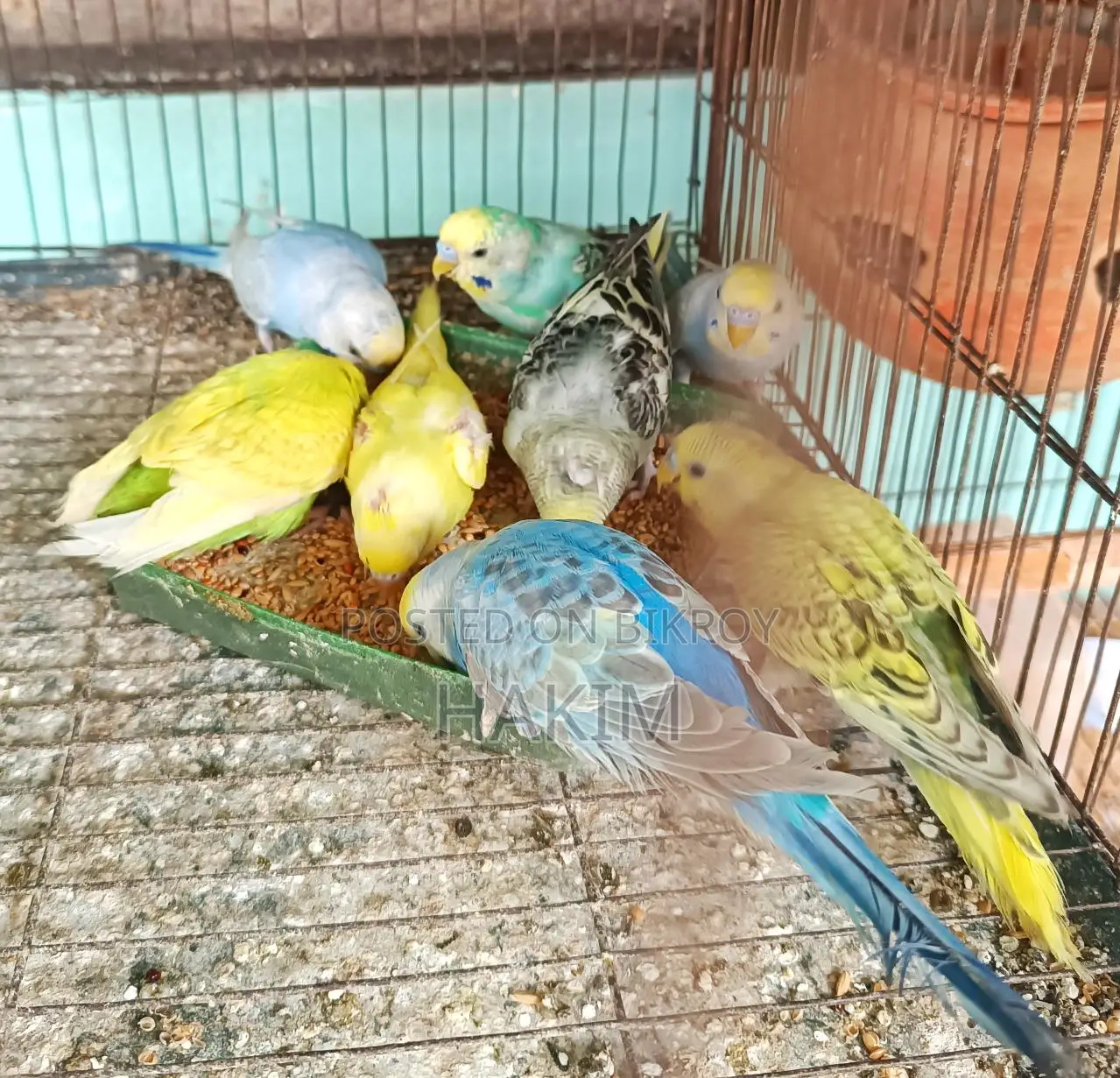 Some male budgies for sale at a low price