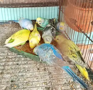Some male budgies for sale at a low price