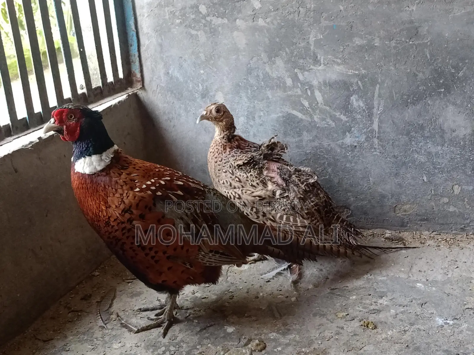 রিংনেক ফিজেন্টের ডিম