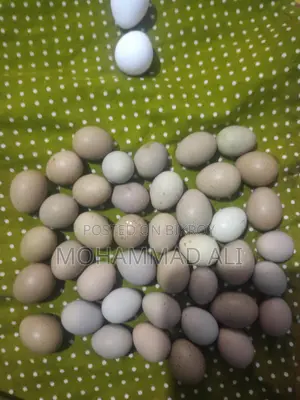রিংনেক ফিজেন্টের ডিম