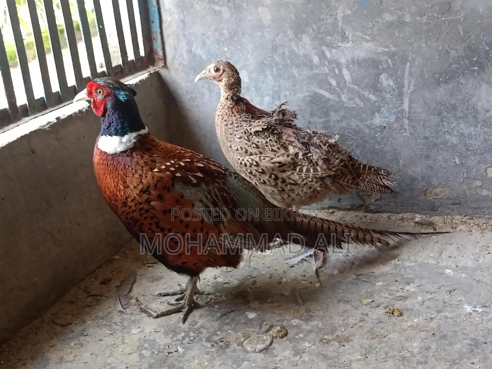 রিংনেক ফিজেন্টের ডিম