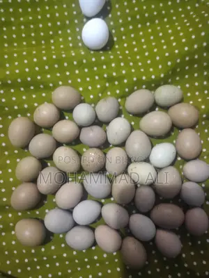 রিংনেক ফিজেন্টের ডিম