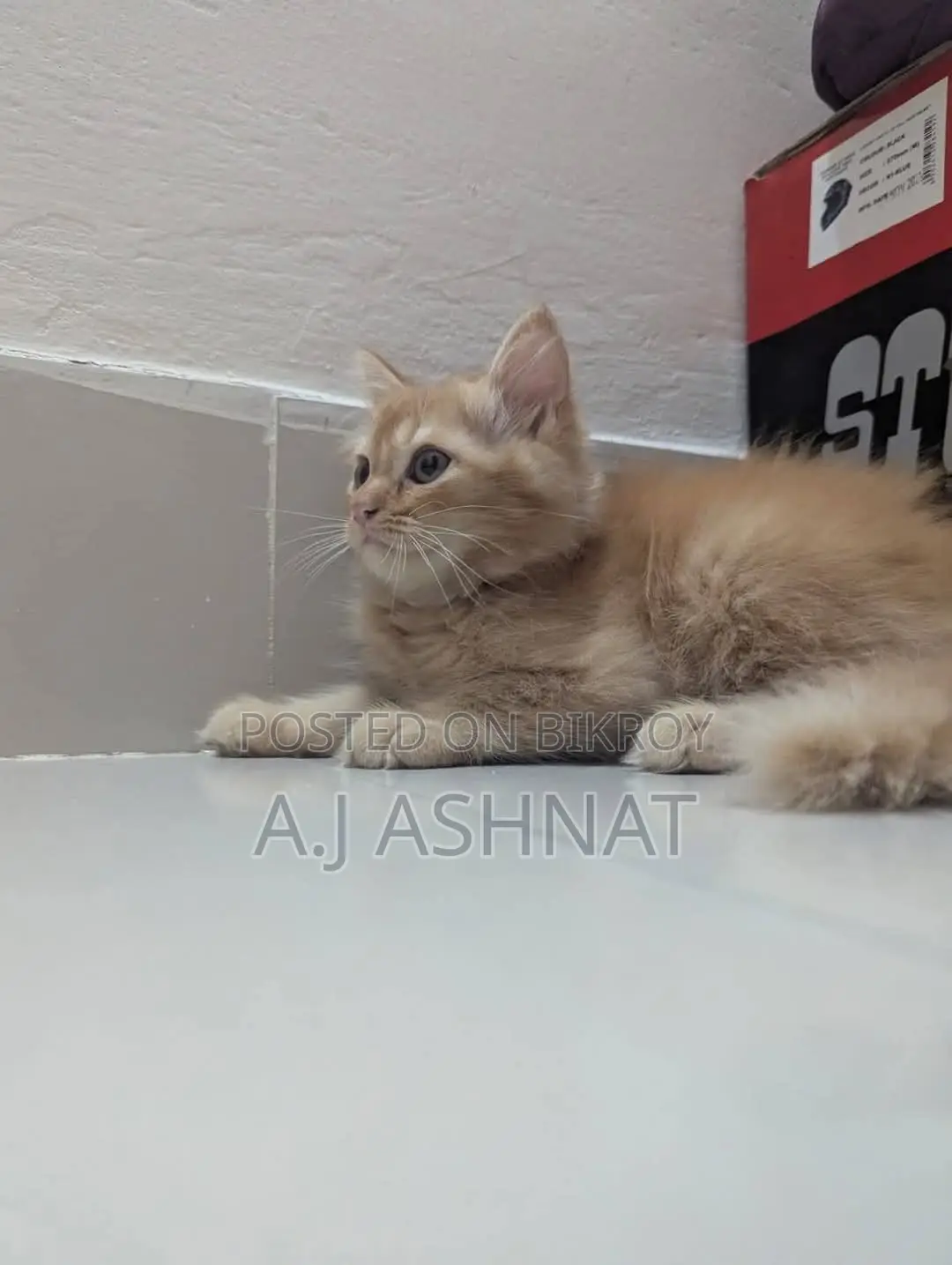 Persian Cat