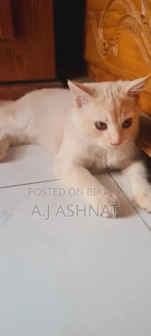 Persian Cat