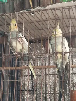 Cockatiel Bird