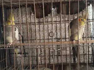 Cockatiel Bird