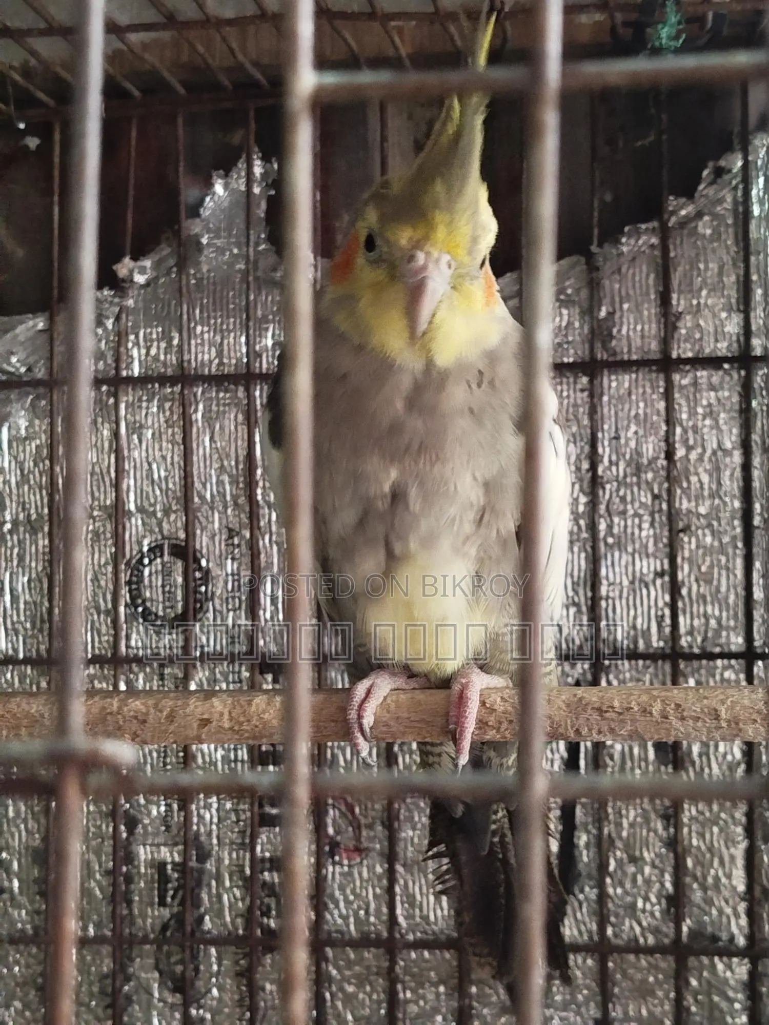 Cockatiel Bird