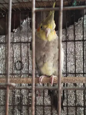 Cockatiel Bird