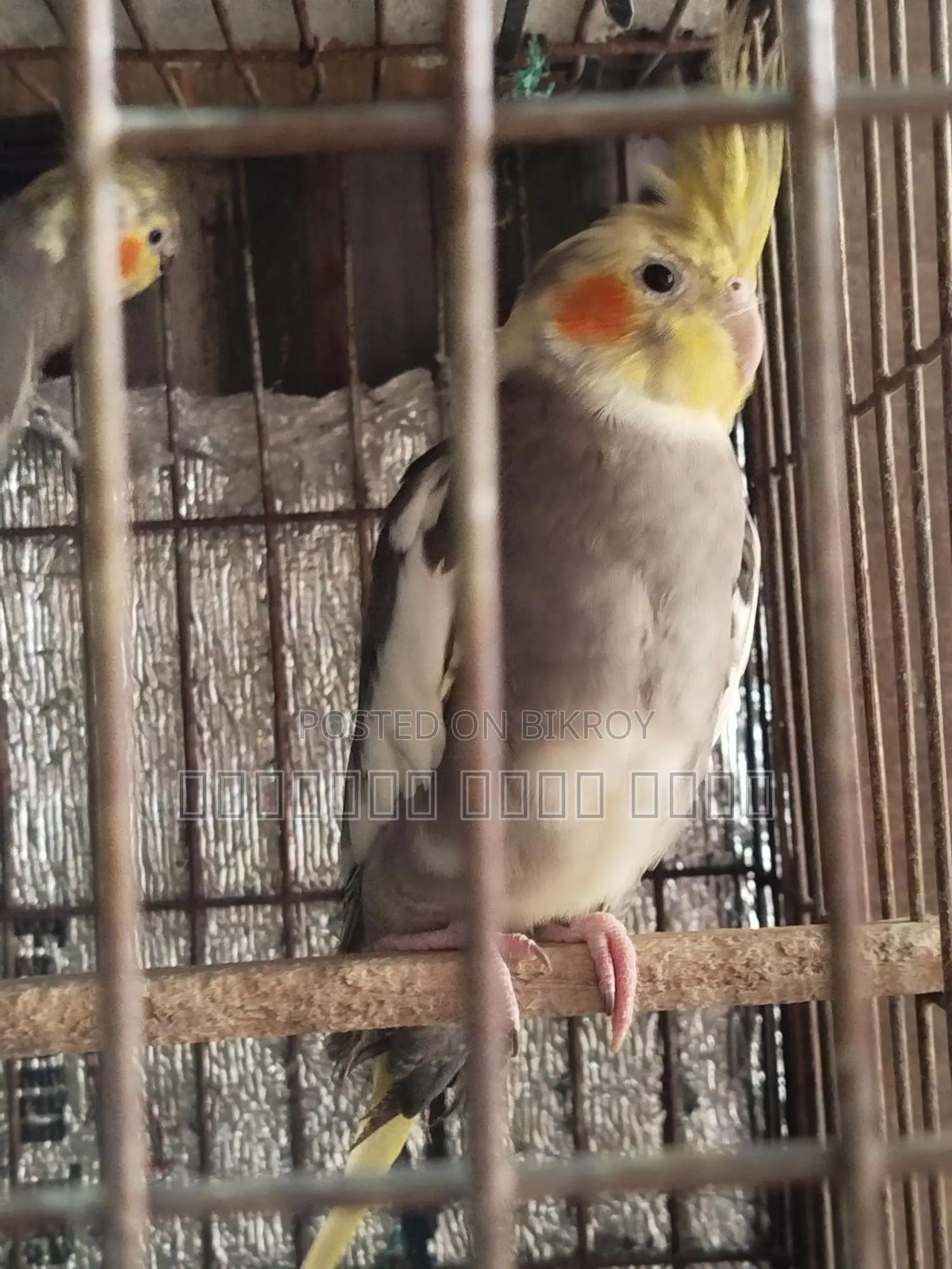 Cockatiel Bird
