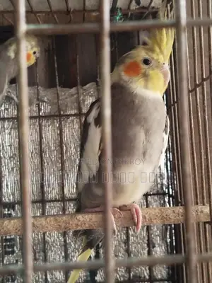 Cockatiel Bird