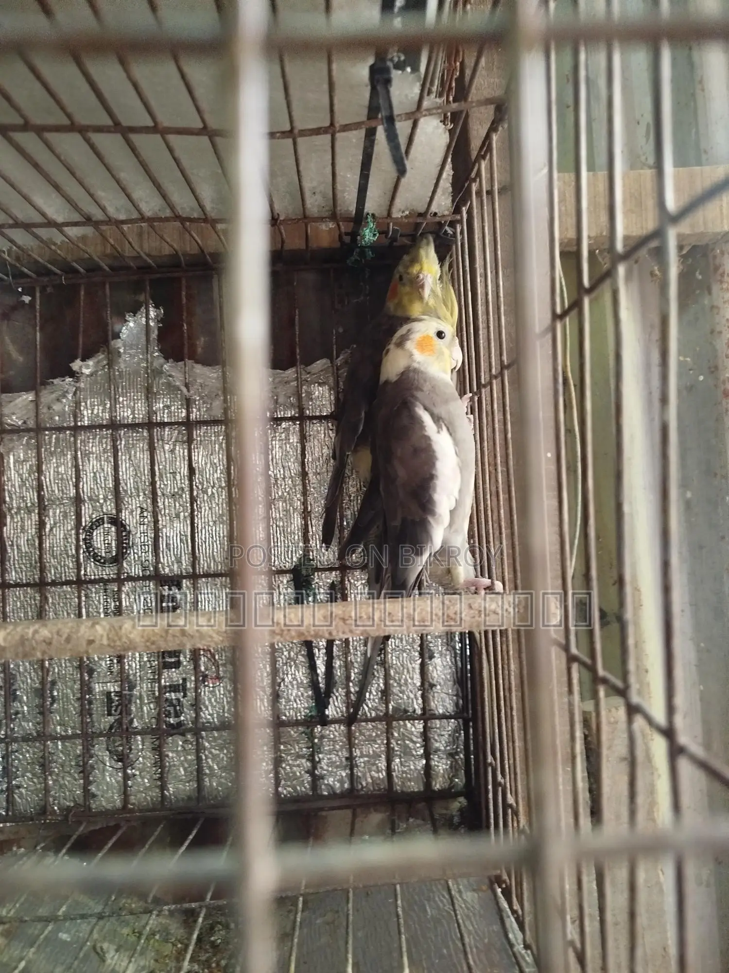 Cockatiel Bird
