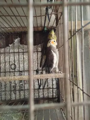 Cockatiel Bird