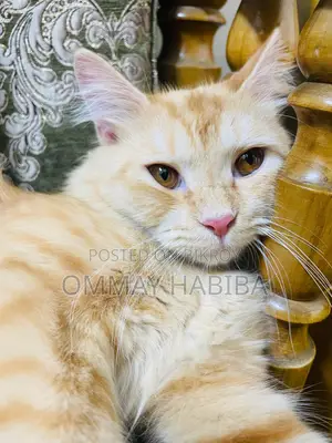 Persian Cat Male 9 Months