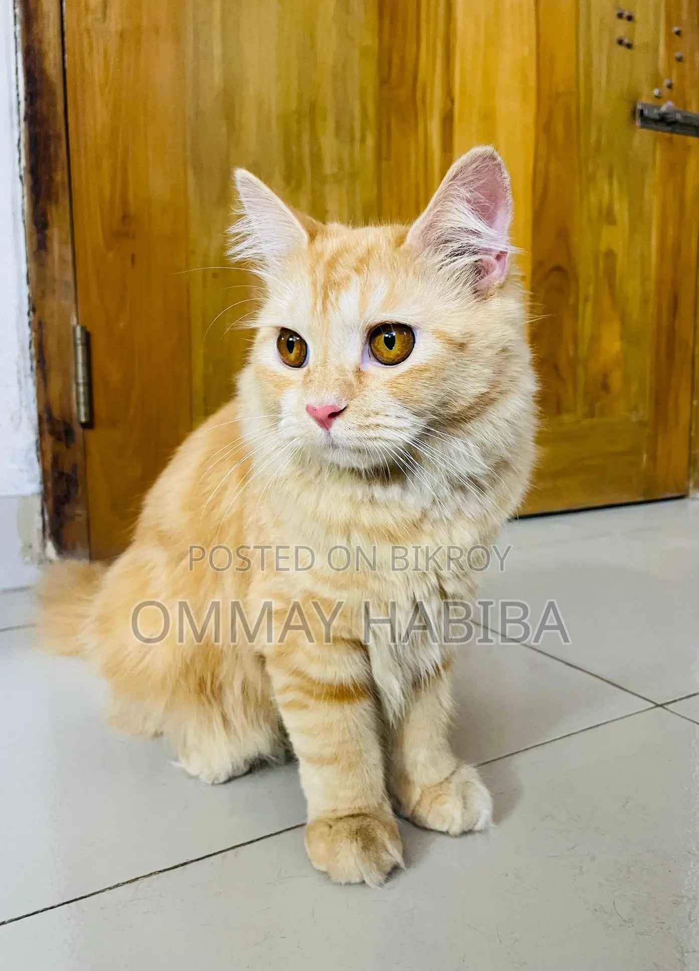 Persian Cat Male 9 Months