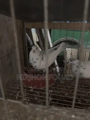 মাস্টার পেয়ার গিরিবাজ