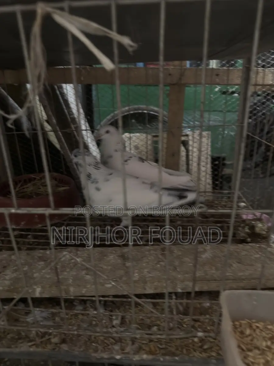 মাস্টার পেয়ার গিরিবাজ
