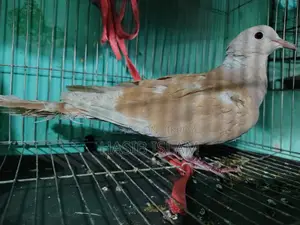 Female Dove for Sale