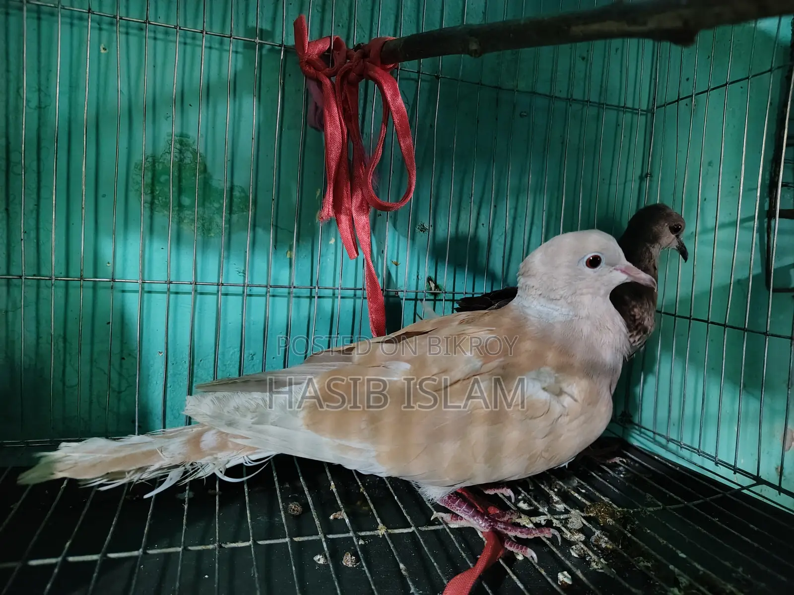 Female Dove for Sale