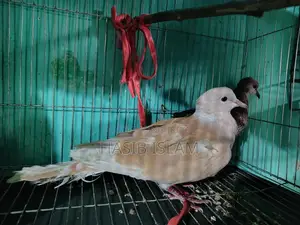 Female Dove for Sale