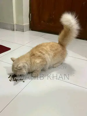 পার্শিয়ান ক্যাট
