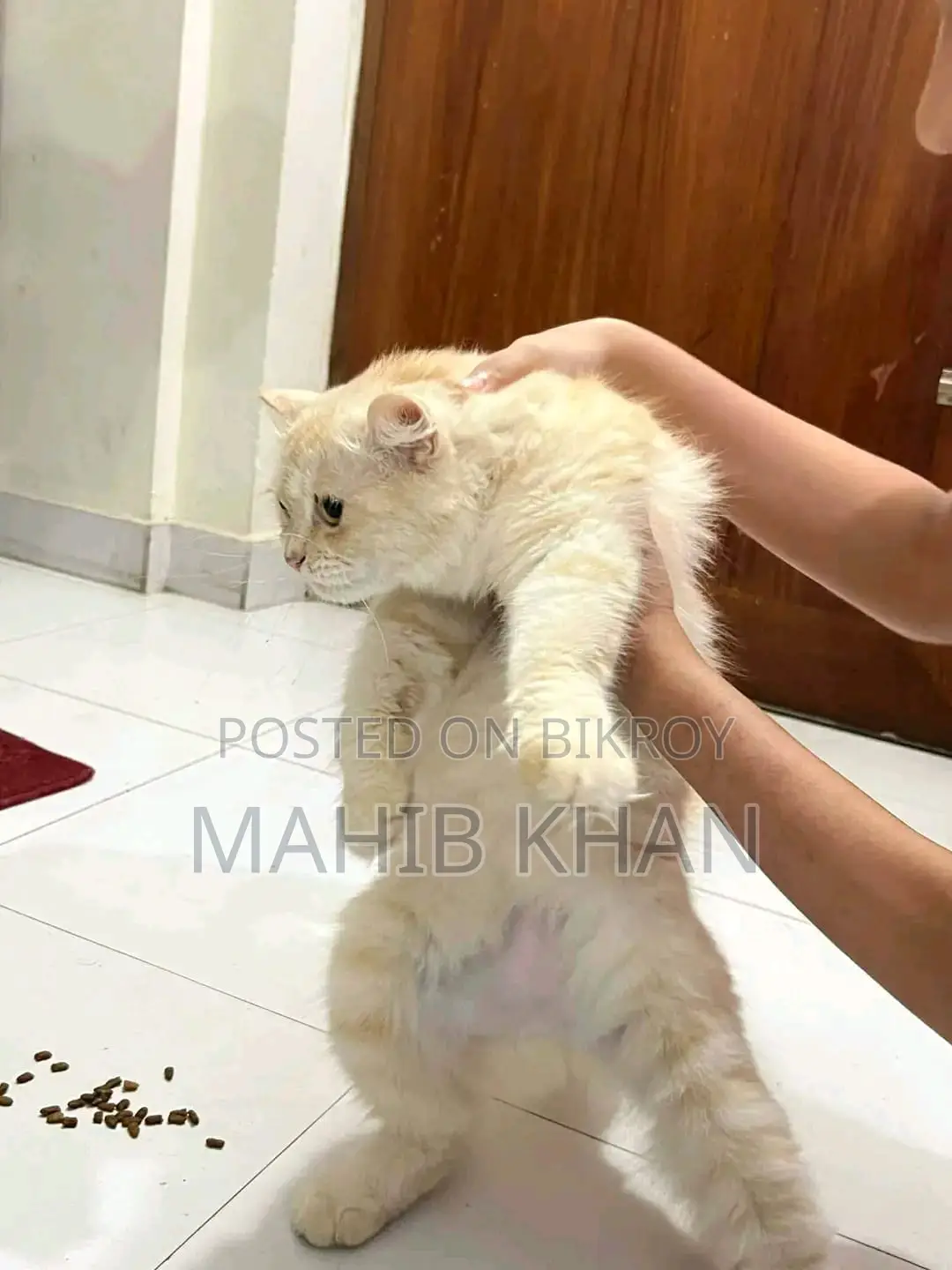 Persian Cat