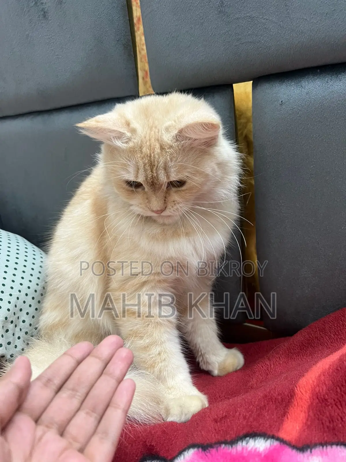 Persian Cat