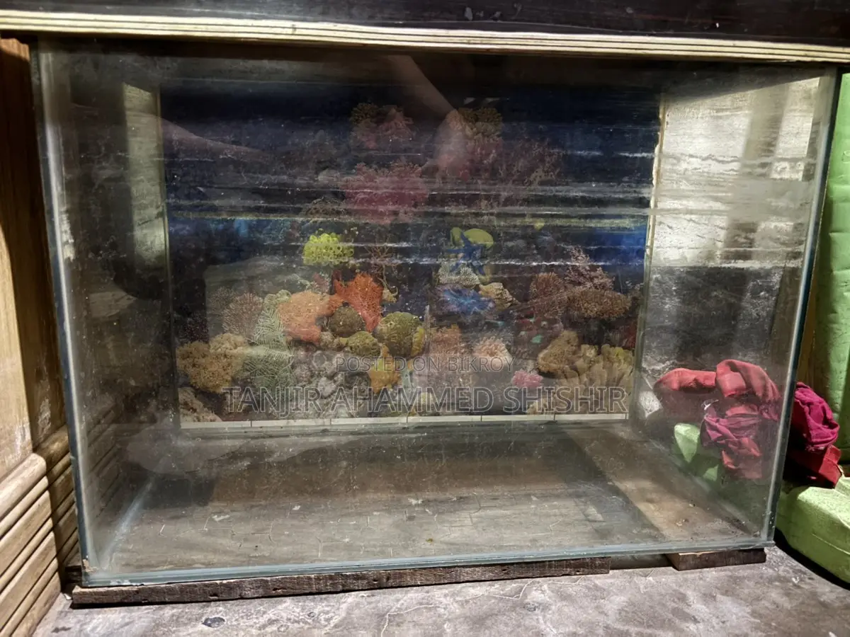 Aquarium All Setup