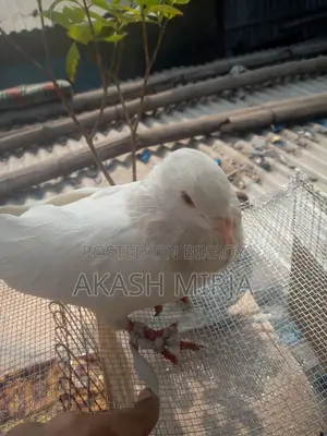 A pair of pigeons for sale
