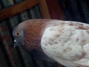 A pair of pigeons for sale