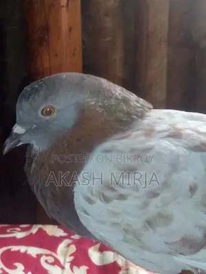 A pair of pigeons for sale