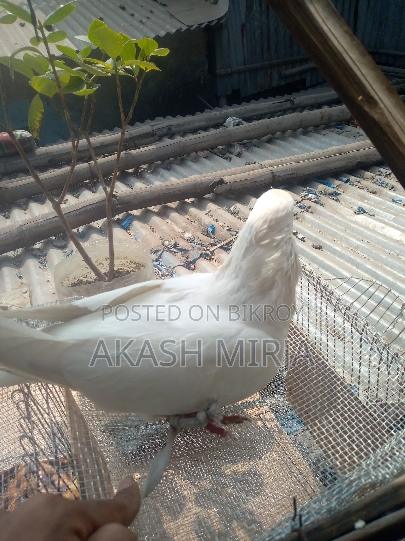 A pair of pigeons for sale