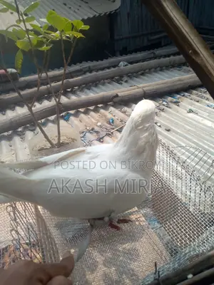 A pair of pigeons for sale